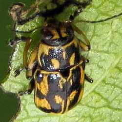 Pachybrachis sinuatus Pachybrachis sinuatus